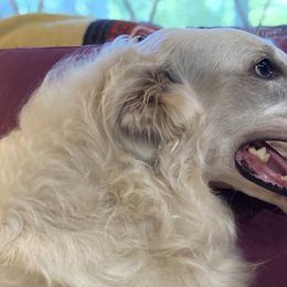 Spirea - Borzoi