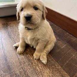 Golden Retriever Puppies from St. Croix Golden Retrievers