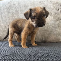 Aspen - Red male Brussels Griffon puppy in Manteca, California from Middletown Dreams