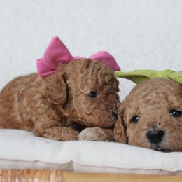 Poodle Puppies from Bruno & Co. Puppies
