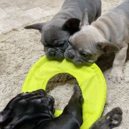 French Bulldog Puppies from Blue Lotus Frenchies