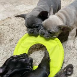 French Bulldog Puppies from Blue Lotus Frenchies