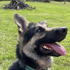 Indie - German Shepherd