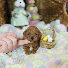Lady - Red  female Goldendoodle puppy in Wharton, Texas from Little Fur Friends