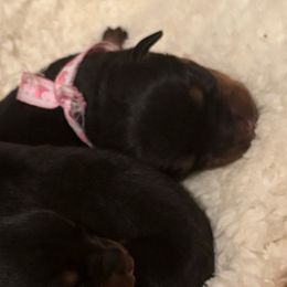 Bailey - Black and mahogany female Rottweiler puppy in Kinston, North Carolina from Domov Kartelu Rottweilers