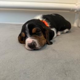 Orange Collar - Black white and brown male Basset Hound puppy in Republic, Missouri from Shauna Jones Family Basset Hounds