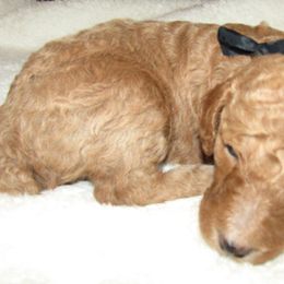 Goldendoodle and Poodle Puppies from David & Patricia Elliott