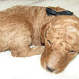 Goldendoodle and Poodle Puppies from David & Patricia Elliott