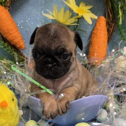 Apricot Girl (Blue toe) - Fawn female Pug puppy in Tulsa, Oklahoma from Locust Creek Pugs