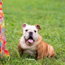 Bulldog Puppies from Brandywine Bulldogs