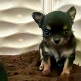 Mini Mo - Black and tan male Chihuahua puppy in Saint Johns, Florida from Acme Chihuahuas (Cheeky Chis)