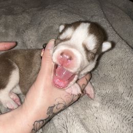 Alice - Siberian Husky puppy from Feazell’s Siberian Huskies