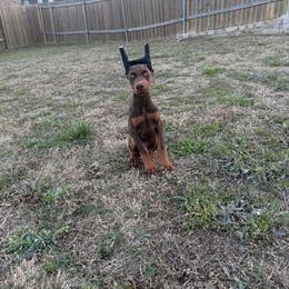 Luca - Red and rust male Doberman Pinscher puppy in Boyd, Texas from Team Feem Breeders