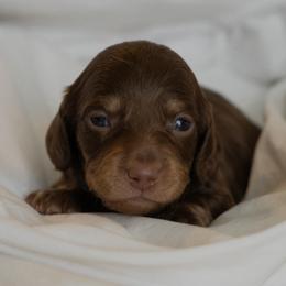 Pooh Bear - Chocolate and cream male Dachshund puppy in Memphis, Tennessee from Lone River Dachshunds