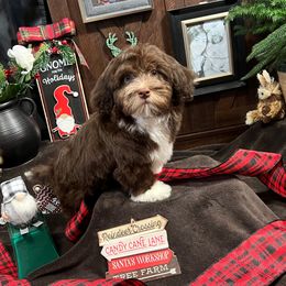 Havanese Puppies from Homeward Havanese, LLC
