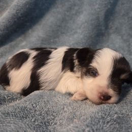 Gabby - Liver female Miniature Schnauzer puppy in Paradise, Utah from Highbornschnauzers