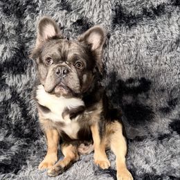 Pablo - French Bulldog