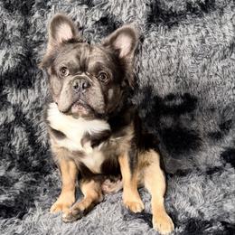 Pablo - French Bulldog