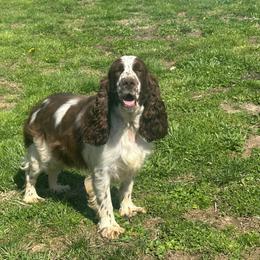 Lacey - English Springer Spaniel