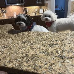 Shichon All Grown Up from Loving Paws Teddy Bear Patch