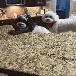 Shichon All Grown Up from Loving Paws Teddy Bear Patch