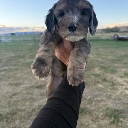Orange - Merle male Springerdoodle puppy in Clifton, Idaho from Little Mountain Springers, Springerdoodles & Poodles