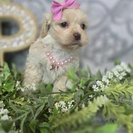 Poppy - Gold female Shihpoo puppy in Hartville, Missouri from Petty Paws