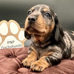 Tommy - Dapple male Dachshund puppy in Ben Wheeler, Texas from P&P Dachshunds
