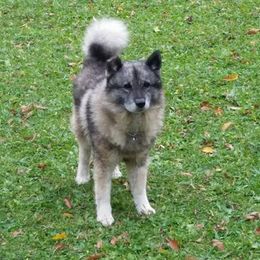 Norwegian Elkhound All Grown Up from Windy City Elkhounds