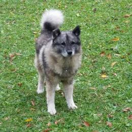 Norwegian Elkhound All Grown Up from Windy City Elkhounds