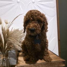 Goldendoodle puppies from 4goldendoodles