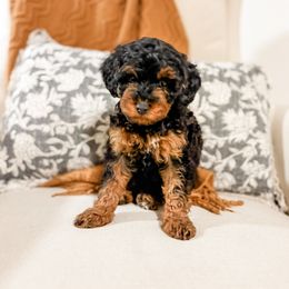 Wrangler - Tri-color male Bernedoodle puppy in Sharpsburg, Georgia from Steindoodles