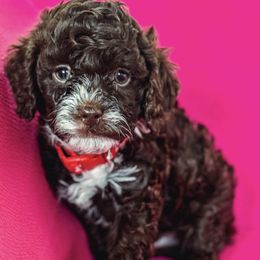 Cavapoo Puppies from Roth Puppy Patch