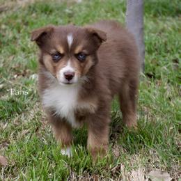 Paris - Red tri female Miniature Australian Shepherd puppy in Evant, Texas from Lazy VT Bar Ranch