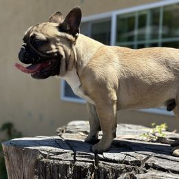 French Bulldog Puppies from Tribe of Judah Kennel