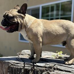 French Bulldog Puppies from Tribe of Judah Kennel