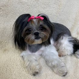 Poppy - Shih Tzu