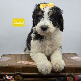 Lucy - Tri-color female Bernedoodle puppy in Neillsville, Wisconsin from Granton Creek