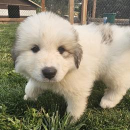 Princess - White and badger female Great Pyrenees puppy in Kennewick, Washington from Sara Voorhees