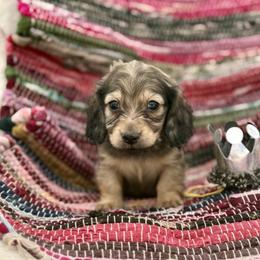 Dresden price 5000dollars - Cream male Dachshund puppy in Crystal, Michigan from Mare-bella Dachshunds