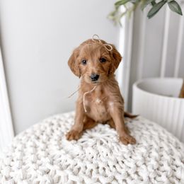 Truss - Red  female Goldendoodle puppy in Greencastle, Indiana from Willow & Co.