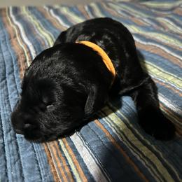 Dobson-Orange Collar - Pepper and salt male Giant Schnauzer puppy in Atoka, Oklahoma from Hannah's Haus & Farm