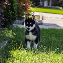 Shade - Black and white female Siberian Husky puppy in Greenville, North Carolina from Ivie Huskies