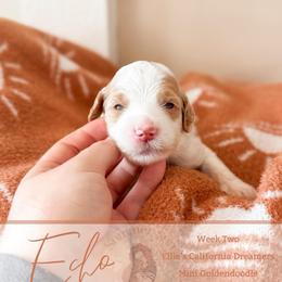 Echo - Parti male Goldendoodle puppy in California City, California from Summer Sun Doodles