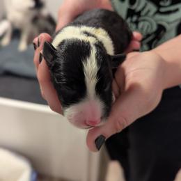 Calypso - Black and white female Border Collie puppy in Linton, Indiana from Kraken Border Collies