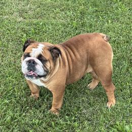 Bea - Bulldog