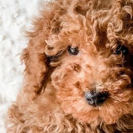 Cavapoos and Goldendoodles from Supreme Doodles