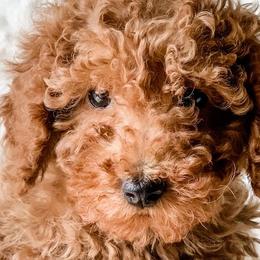 Cavapoos and Goldendoodles from Supreme Doodles
