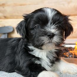 Lulu - Black female Lhasa Apso puppy in Middleburgh, New York from Top Knotch