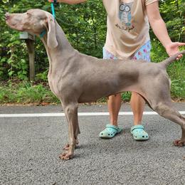 Weimaraner puppies from Willow Ridge Kennel